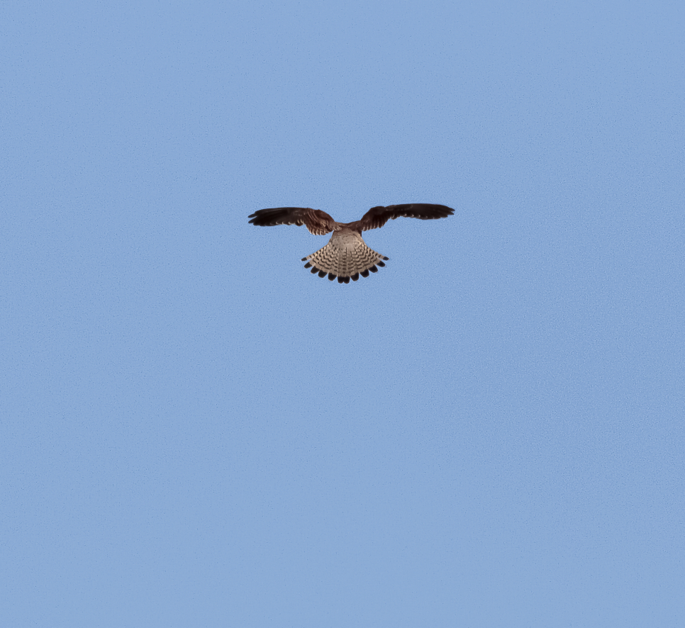 Raptors on display over the merse